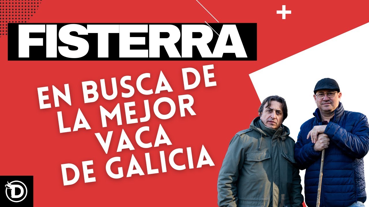 FISTERRA BOVINE WORLD I CAP. 1 I En busca de LA MEJOR VACA DE GALICIA.