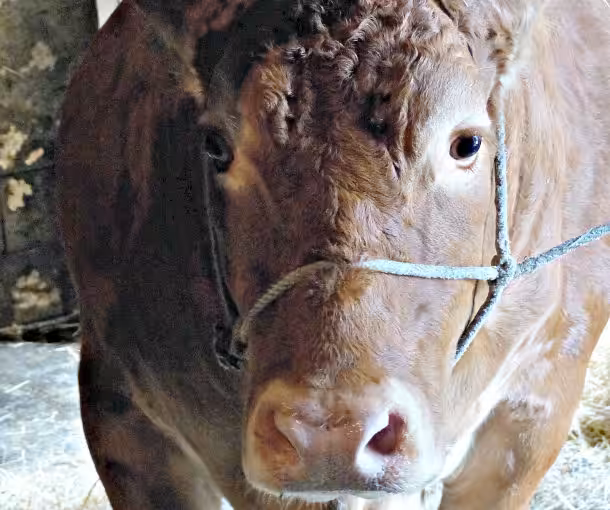 vaca ganado
