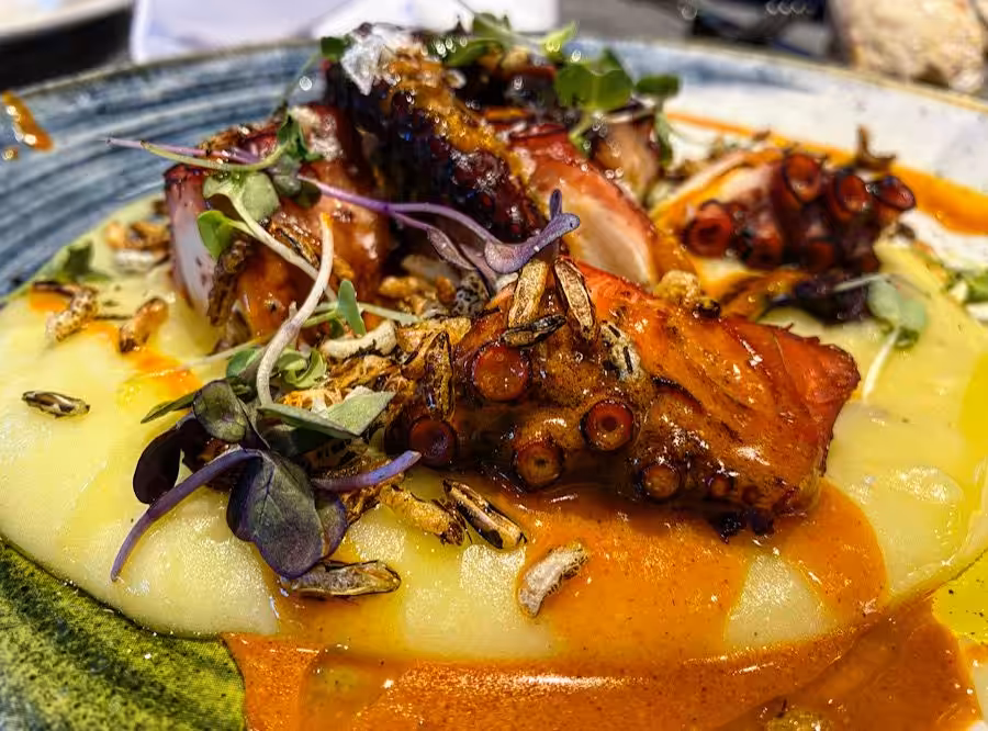 cardumen pulpo