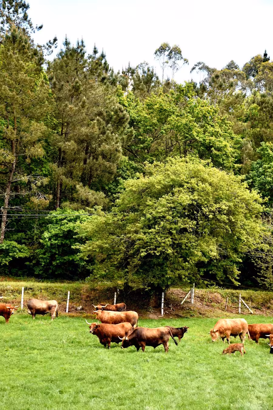 fisterra campo