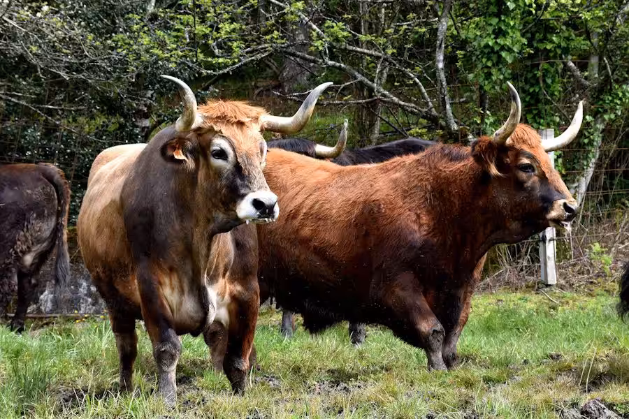 fisterra vacas