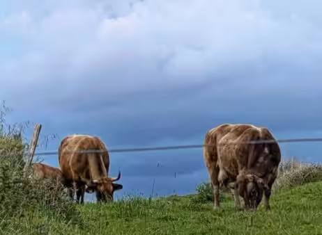 cantabria vacas