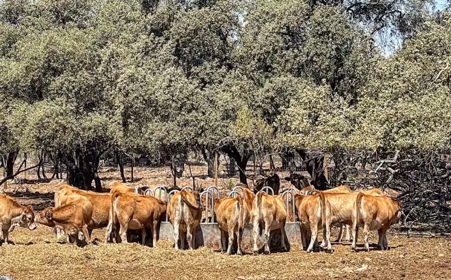 ushido_vacas