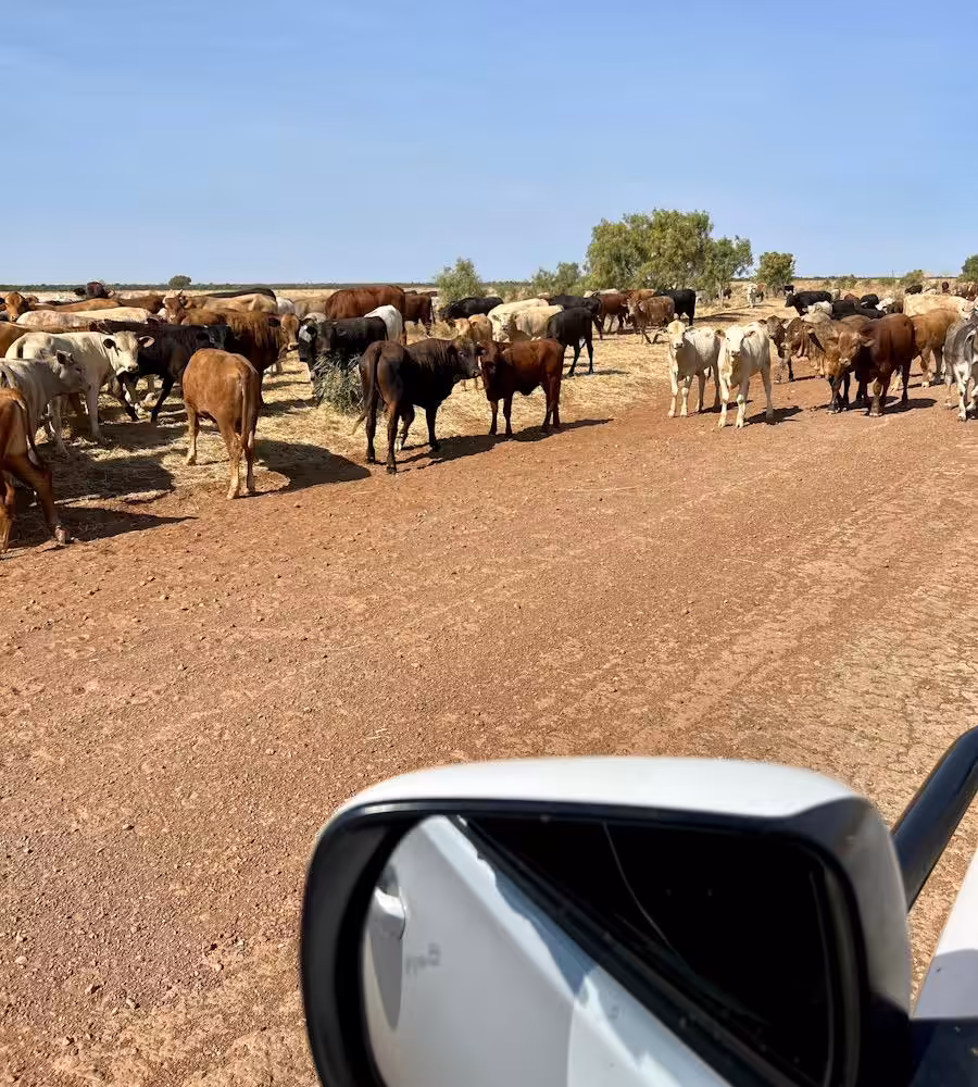 australia_vacas