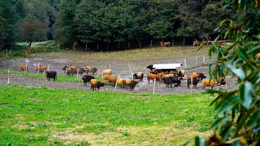 fisterra_granja