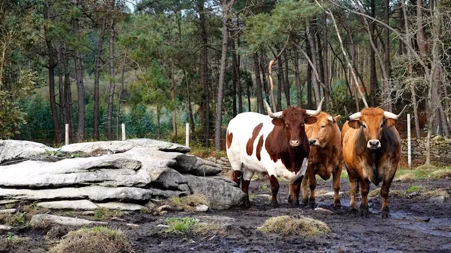 fisterra_triovacas