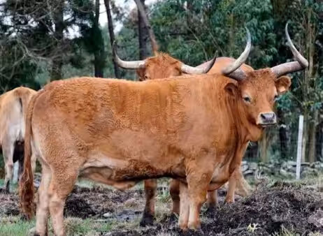 fisterra_vacas