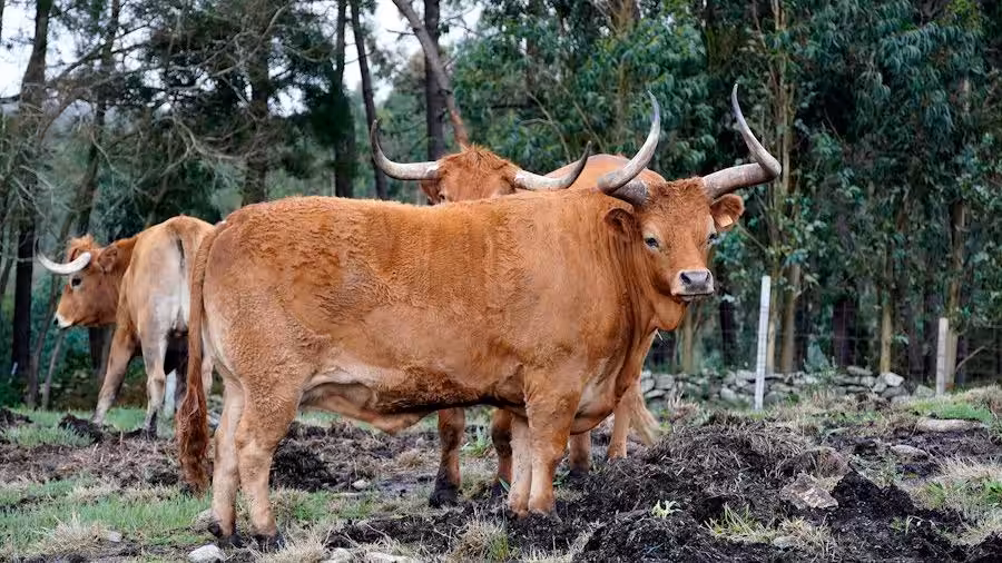 vacas_fisterra