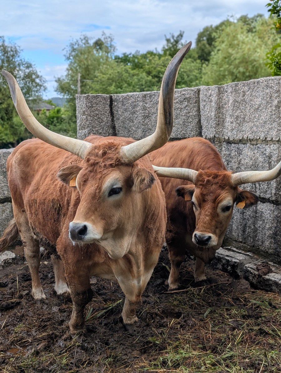 cachena_vacas